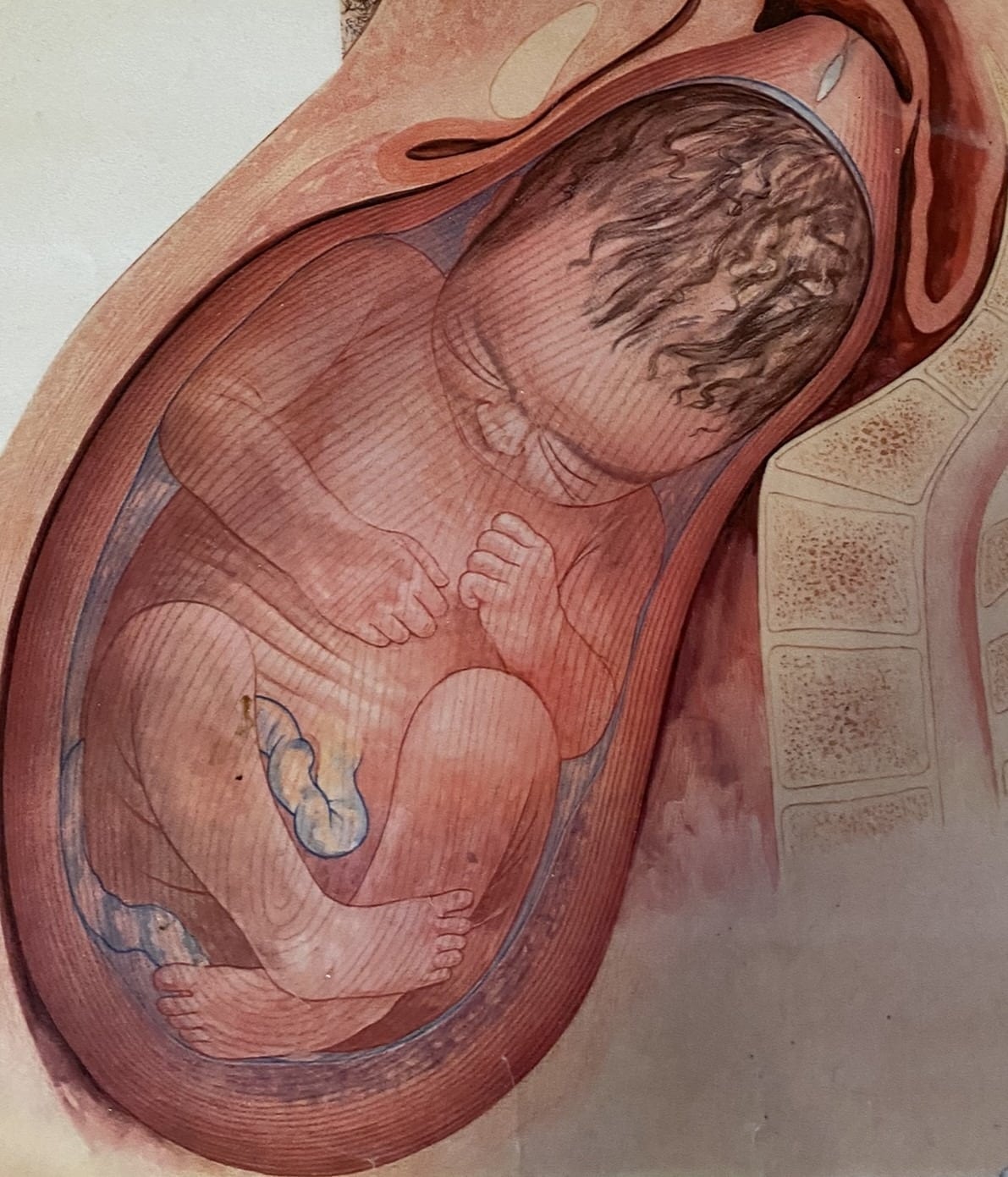 baby-graviditet-foedsel-undfangelse